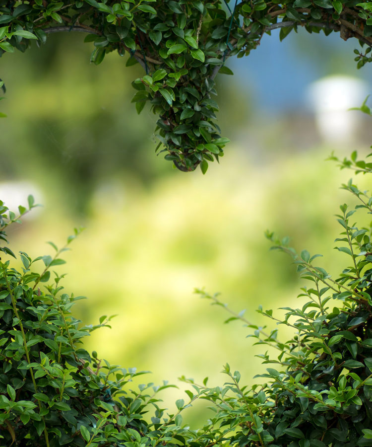 用綠色點綴世界, 用生機(jī)感動人心！